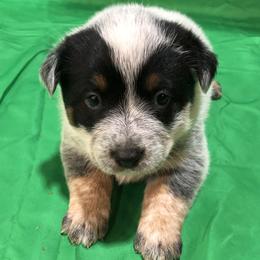 L63-05 - Blue female Australian Cattle Dog puppy in Sheridan, Oregon from 6pk Cattledogs