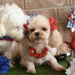 Maltipoos and Poodles from Collier's Canines