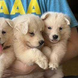 Girl 1 - White female Berger Blanc Suisse puppy in Bexar County, Texas from Scenic Creek German Shepherds and White Swiss Shepherds