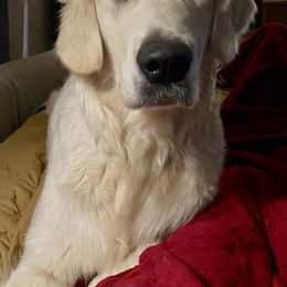 Willow - Golden Retriever