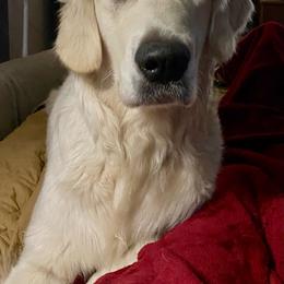 Willow - Golden Retriever
