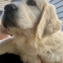 Golden Retriever Puppies from West Coast Cream Goldens