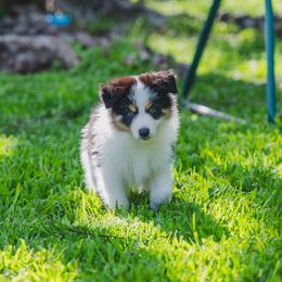 Red - Tri-color male Border Collie puppy in Blue Ridge, Georgia from Hill Valley Border Collies
