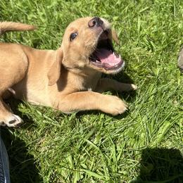 Labrador Retriever Puppies from Valley Creek Dog Boarding and Training