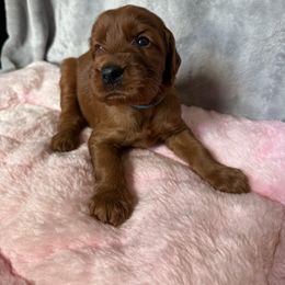 Boy 1 - Mahogany male Irish Setter puppy in Colville, Washington from Daesyn Setters