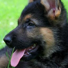 German Shepherd Puppies from Select Shepherds