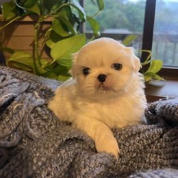 Ghost - Cream female Pekingese puppy in Marshall, North Carolina from Wild Flower Pekingese
