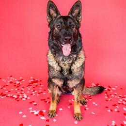 Stormy - German Shepherd