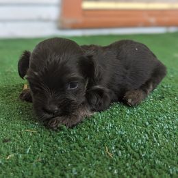 Heihei - Havanese puppy from Third Coast Havanese