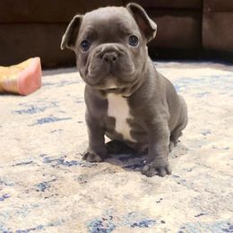 French Bulldog Puppies from Galm Frenchies