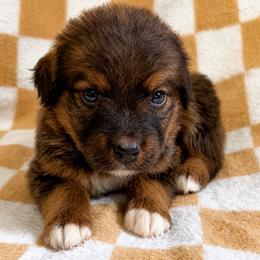 King - Sable male Bernedoodle puppy in Holden, Missouri from Mid-West Bernedoodles