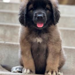 Girl 1 - female Leonberger puppy in Eagle Mountain, Utah from Leo Fidelis Leonbergers