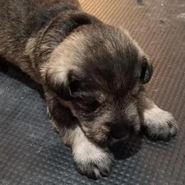 Miniature Schnauzers from Harbinger Miniature Schnauzers