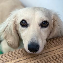 Vienna - Dachshund
