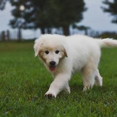 Border Collie, Bordoodle, and Maremma Sheepdog Puppies from 2J 2K Border Collies