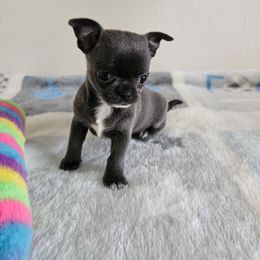 Chihuahua Puppies from Nadezhda's Chihuahuas