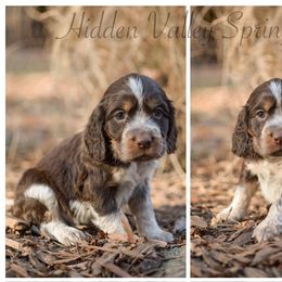 Lainey - Tri-Roan female English Springer Spaniel puppy in Westminster, South Carolina from Hidden Valley Springers
