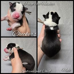 Checkers - Black and white male Siberian Husky puppy in Bloomfield, Indiana from Paiges lil huskies