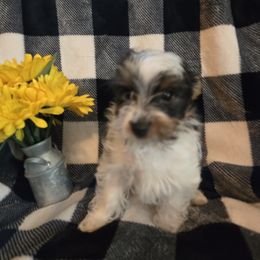 Freckles - Parti male Yorkshire Terrier puppy in Marble Hill, Missouri from LeGrands Parti Pups