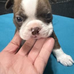 Prince Eric - Red male Boston Terrier puppy in Wellington, Ohio from Twist of Faith Farms