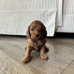 Lilac - Red female Cavapoo puppy in Moses Lake, Washington from The Cav Family