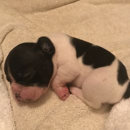 French Bulldog Puppies from Bouledogue Royal