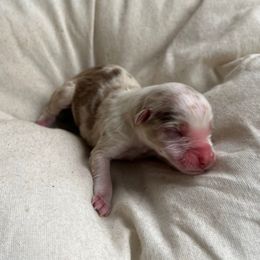 Merry - Red merle female Australian Shepherd puppy in Grants Pass, Oregon from Carmel Mountain Aussies