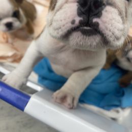 Bulldog Puppies from Wet Dog Ranch
