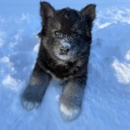 Coco - Agouti and white female Siberian Husky puppy in West Branch, Michigan from First Frost Kennels