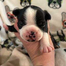 Tater - Black and white male Boston Terrier puppy in Whittemore, Michigan from Woof Pack