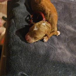 Cupid - Red  male Goldendoodle puppy in Layton, Utah from Lauralyn's Goldendoodles