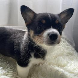 Pembroke Welsh Corgis from Hallin’ Corgis