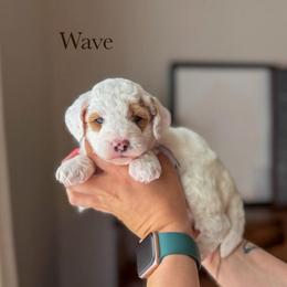Wave - Parti female Goldendoodle puppy in Benton, Arkansas from Cozy Creek Doodles