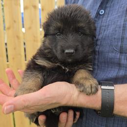 Revere - Black and red male German Shepherd puppy in Columbus, Indiana from Stony Lonesome GSD