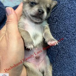 Scout - Fawn and white male Chihuahua puppy in Chino Valley, Arizona from Dachshund Family Love Breeders