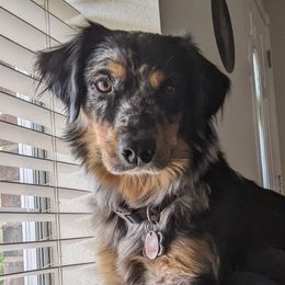 Calypso - Australian Shepherd