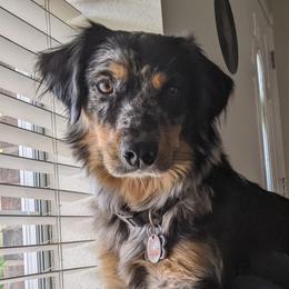Calypso - Australian Shepherd