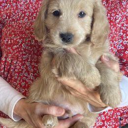 Goldendoodle Puppies from Northwoods Goldendoodles
