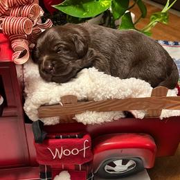 Green - Chocolate female Labrador Retriever puppy in Heath Springs, South Carolina from Rich Hill Retrievers