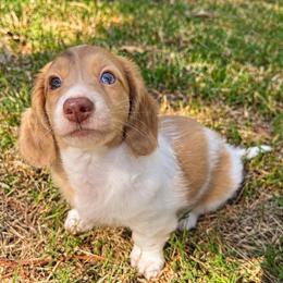 Tater - Dapple male Dachshund puppy in Benson, North Carolina from Queen of Weens Mini Dachshunds
