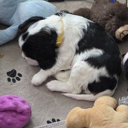 Cavalier King Charles Spaniel Puppies from Angels and Nobility Cavaliers