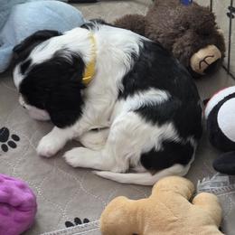 Cavalier King Charles Spaniel Puppies from Angels and Nobility Cavaliers