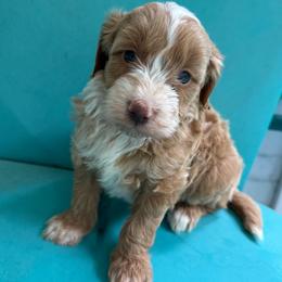 Yellow collar girl - Red  female Goldendoodle puppy in Ridgewood, New Jersey from Jessie’s Doodles
