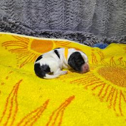 Teddy (Yellow) AKC Pre-Registered - Black and white male Cocker Spaniel puppy in Midlothian, Virginia from Swift Creek Cocker Spaniels