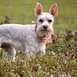 Winnie - Miniature Schnauzer