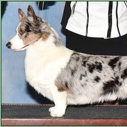 Cardigan Welsh Corgi All Grown Up from Oakcreek