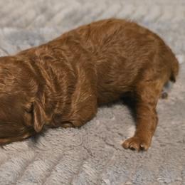 Kevin - Red  male Poodle puppy in Windom, Texas from Wild Farm Puppies