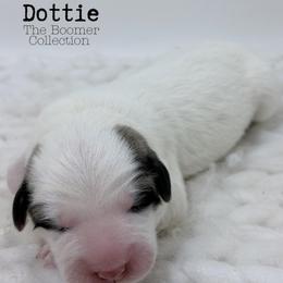 Dottie - White and badger female Great Pyrenees puppy in San Marcos, California from Faith Family Freedom Farm
