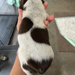 Boy 2 - male German Shorthaired Pointer puppy in Beaverdam, Virginia from Harts Hill Kennel