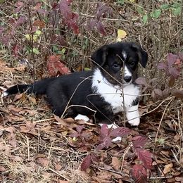 Cardigan Welsh Corgi Puppies from Luxe Cardigan Welsh Corgis